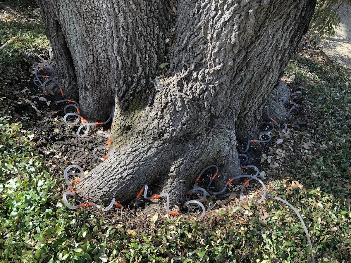Detailed Shrub and Hedge Trimming job site in Tribune