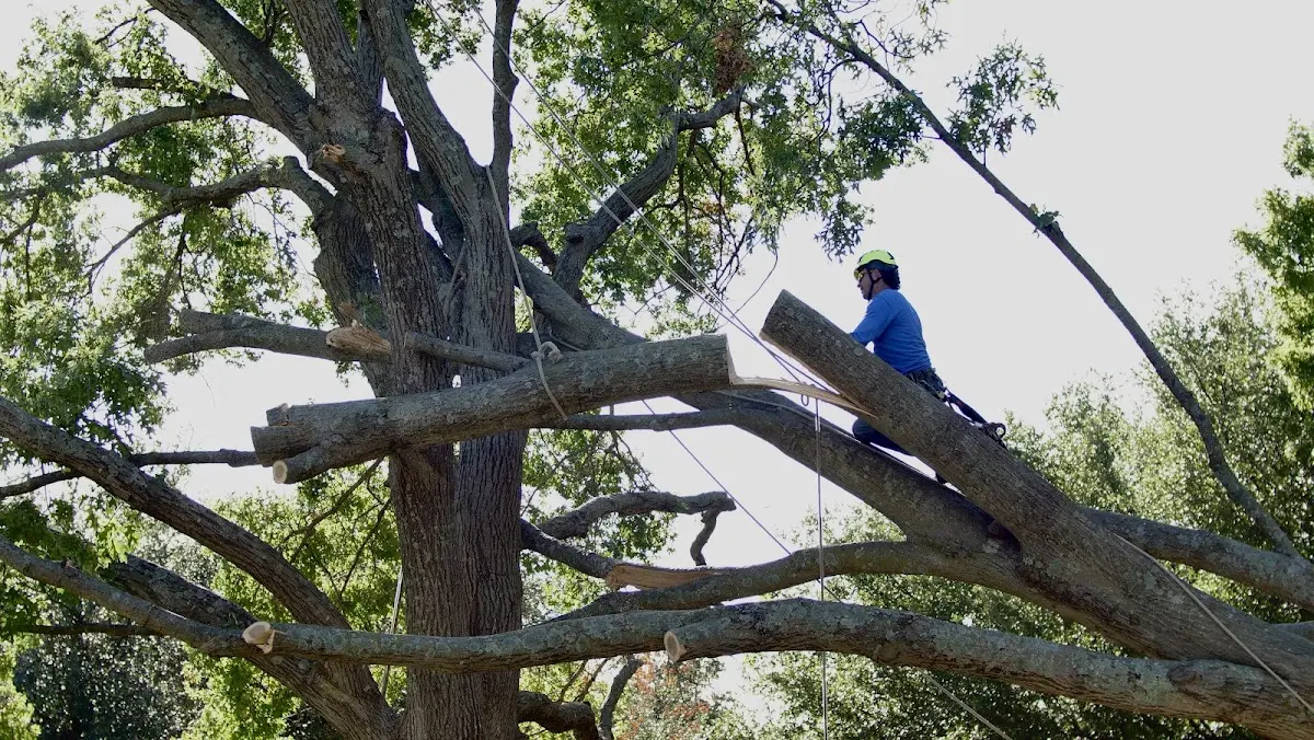 Professional Crown Thinning performed by certified arborists in Tribune