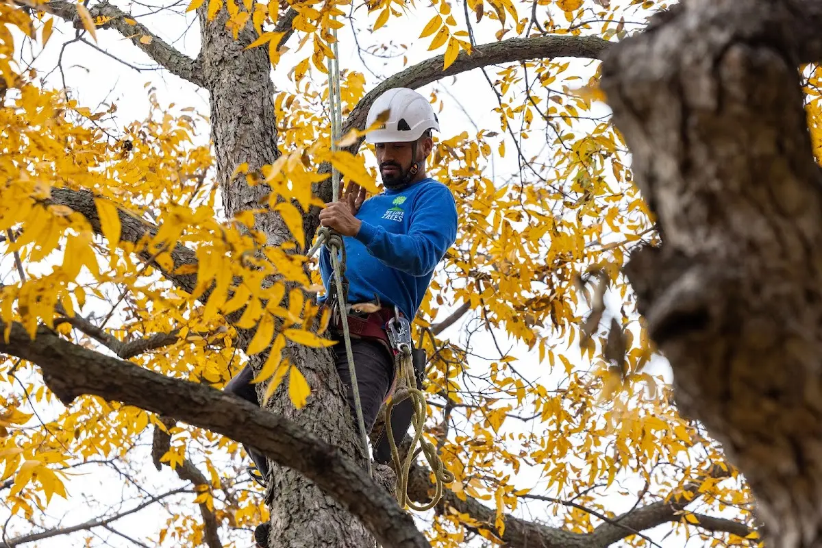 Skilled Tree Trimming crew working in Tribune